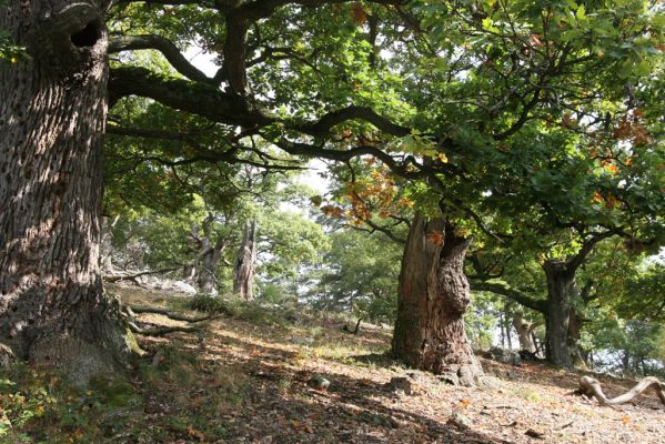Veľký Klíž, 8.10.2016
Suťový les na vrchu Malá Suchá. 
Klíčová slova: Veľký Klíž vrch Malá Suchá
