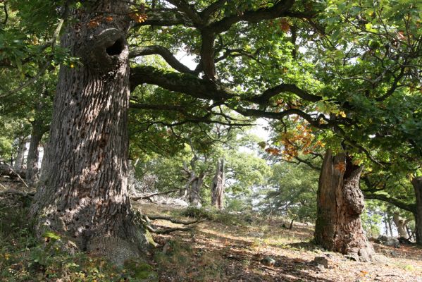 Veľký Klíž, 8.10.2016
Suťový les na vrchu Malá Suchá. 
Klíčová slova: Veľký Klíž vrch Malá Suchá