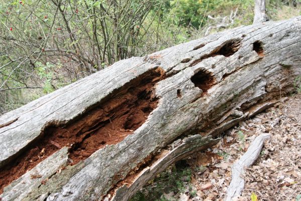 Veľký Klíž, 8.10.2016
Suťový les na vrchu Malá Suchá. 
Klíčová slova: Veľký Klíž vrch Malá Suchá Menephilus cylindricus