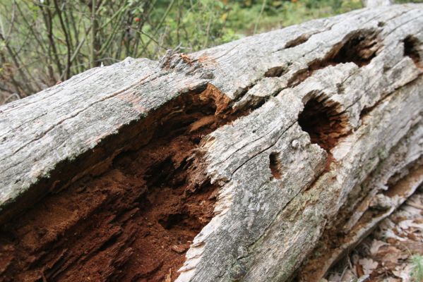 Veľký Klíž, 8.10.2016
Suťový les na vrchu Malá Suchá. 
Klíčová slova: Veľký Klíž vrch Malá Suchá Menephilus cylindricus