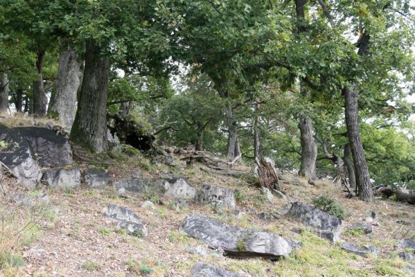 Veľký Klíž, 8.10.2016
Suťový les na vrchu Malá Suchá. 
Klíčová slova: Veľký Klíž vrch Malá Suchá