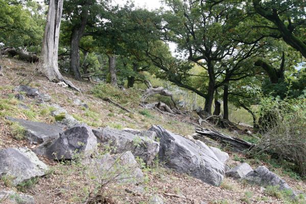 Veľký Klíž, 8.10.2016
Suťový les na vrchu Malá Suchá. 
Klíčová slova: Veľký Klíž vrch Malá Suchá