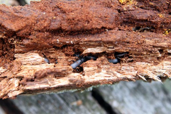 Veľký Klíž, 8.10.2016
Suťový les na vrchu Malá Suchá - zimující potemníci Menephilus cylindricus. 
Keywords: Veľký Klíž vrch Malá Suchá Menephilus cylindricus