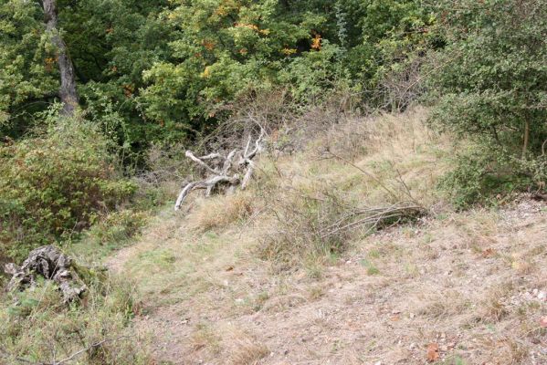 Veľký Klíž, 8.10.2016
Lesostepní formace v suťovém lese na vrchu Malá Suchá. 
Schlüsselwörter: Veľký Klíž vrch Malá Suchá
