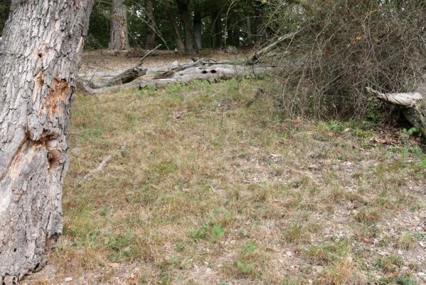 Veľký Klíž, 8.10.2016
Lesostepní formace v suťovém lese na vrchu Malá Suchá. 
Klíčová slova: Veľký Klíž vrch Malá Suchá
