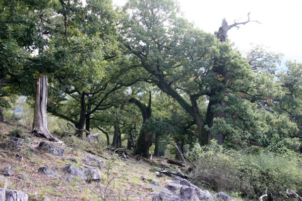 Veľký Klíž, 8.10.2016
Suťový les na vrchu Malá Suchá. 
Keywords: Veľký Klíž vrch Malá Suchá