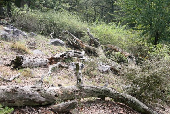 Veľký Klíž, 8.10.2016
Suťový les na vrchu Malá Suchá. 
Klíčová slova: Veľký Klíž vrch Malá Suchá Menephilus cylindricus
