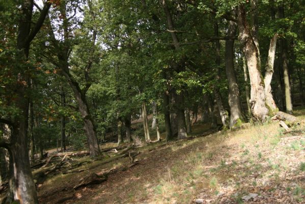 Veľký Klíž, 8.10.2016
Suťový les na vrchu Malá Suchá. 
Klíčová slova: Veľký Klíž vrch Malá Suchá