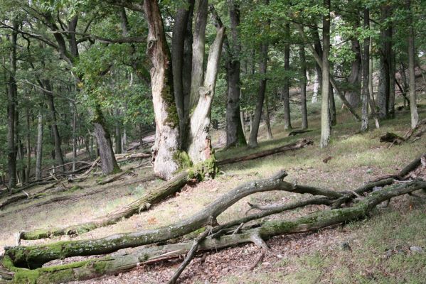 Veľký Klíž, 8.10.2016
Suťový les na vrchu Malá Suchá. 
Klíčová slova: Veľký Klíž vrch Malá Suchá