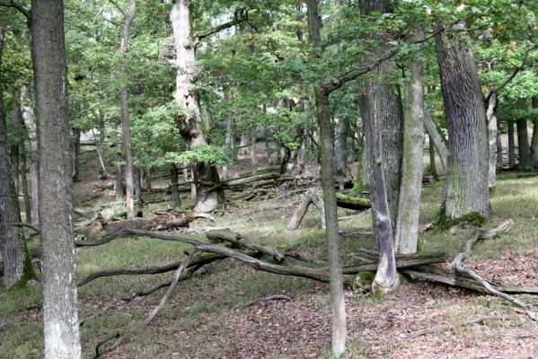 Veľký Klíž, 8.10.2016
Suťový les na vrchu Malá Suchá. 
Klíčová slova: Veľký Klíž vrch Malá Suchá