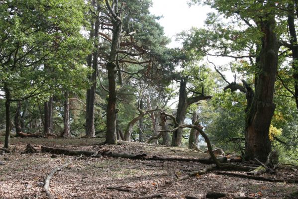 Veľký Klíž, 8.10.2016
Suťový les na vrchu Malá Suchá. 
Klíčová slova: Veľký Klíž vrch Malá Suchá