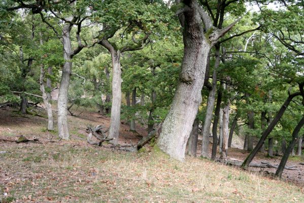 Veľký Klíž, 8.10.2016
Suťový les na vrchu Malá Suchá. 
Klíčová slova: Veľký Klíž vrch Malá Suchá
