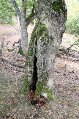 Veľký Klíž, 8.10.2016
Suťový les na vrchu Malá Suchá.
Klíčová slova: Veľký Klíž vrch Malá Suchá Limoniscus violaceus Ischnodes sanguinicollis