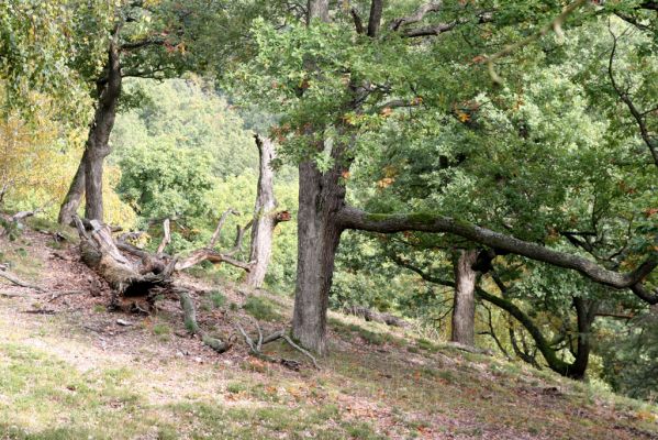 Veľký Klíž, 8.10.2016
Suťový les na vrchu Malá Suchá.
Klíčová slova: Veľký Klíž vrch Malá Suchá
