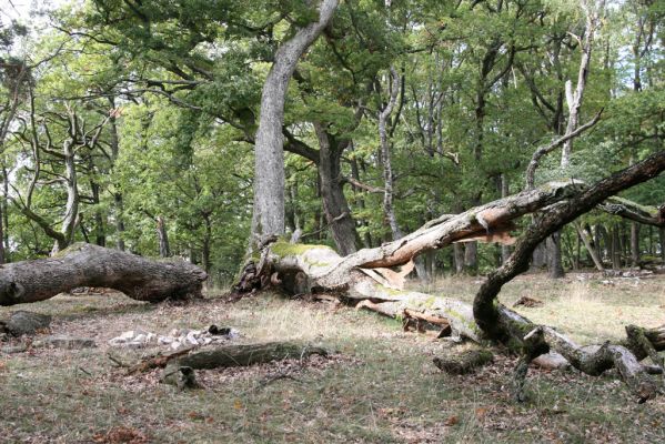 Veľký Klíž, 8.10.2016
Suťový les na vrchu Malá Suchá.
Klíčová slova: Veľký Klíž vrch Malá Suchá
