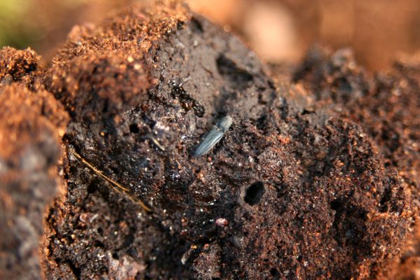 Veľký Klíž, 8.10.2016
Suťový les na vrchu Malá Suchá - kovařík Limoniscus violaceus. 
Mots-clés: Veľký Klíž vrch Malá Suchá Limoniscus violaceus