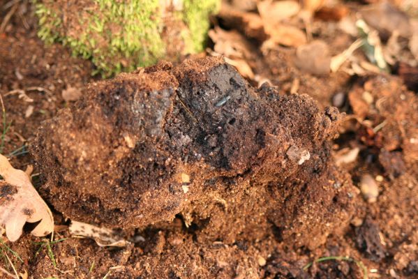 Veľký Klíž, 8.10.2016
Suťový les na vrchu Malá Suchá - kovařík Limoniscus violaceus.
Klíčová slova: Veľký Klíž vrch Malá Suchá Limoniscus violaceus