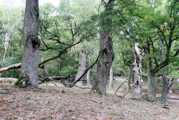 Veľký Klíž, 8.10.2016
Suťový les na vrchu Malá Suchá.
Klíčová slova: Veľký Klíž vrch Malá Suchá