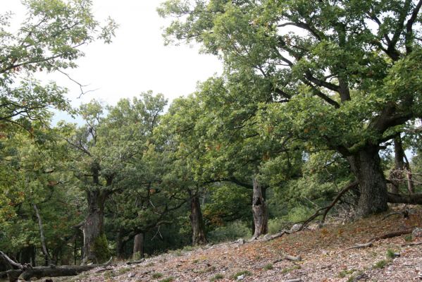 Veľký Klíž, 8.10.2016
Suťový les na vrchu Malá Suchá.
Klíčová slova: Veľký Klíž vrch Malá Suchá