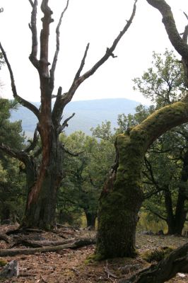 Veľký Klíž, 8.10.2016
Suťový les na vrchu Malá Suchá.
Keywords: Veľký Klíž vrch Malá Suchá Tríbeč