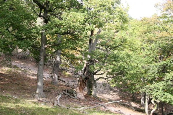 Veľký Klíž, 8.10.2016
Suťový les na vrchu Malá Suchá.
Klíčová slova: Veľký Klíž vrch Malá Suchá