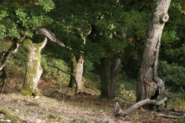 Veľký Klíž, 8.10.2016
Suťový les na vrchu Malá Suchá.
Klíčová slova: Veľký Klíž vrch Malá Suchá