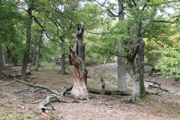 Veľký Klíž, 8.10.2016
Suťový les na vrchu Malá Suchá.
Klíčová slova: Veľký Klíž vrch Malá Suchá