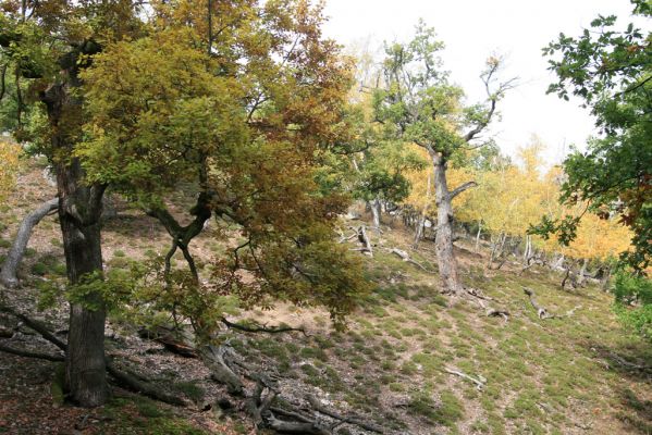 Veľký Klíž, 8.10.2016
Suťový les na vrchu Malá Suchá.
Klíčová slova: Veľký Klíž vrch Malá Suchá
