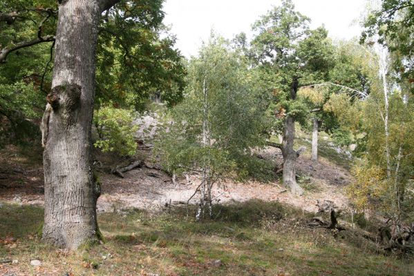 Veľký Klíž, 8.10.2016
Suťový les na vrchu Malá Suchá.
Klíčová slova: Veľký Klíž vrch Malá Suchá