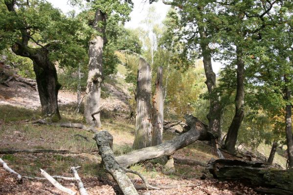 Veľký Klíž, 8.10.2016
Suťový les na vrchu Malá Suchá.
Klíčová slova: Veľký Klíž vrch Malá Suchá