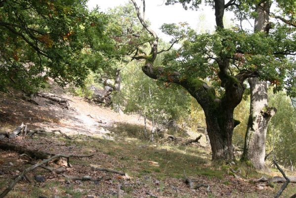 Veľký Klíž, 8.10.2016
Suťový les na vrchu Malá Suchá.
Klíčová slova: Veľký Klíž vrch Malá Suchá