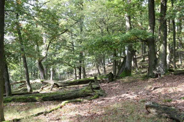 Veľký Klíž, 8.10.2016
Suťový les na vrchu Malá Suchá.
Klíčová slova: Veľký Klíž vrch Malá Suchá
