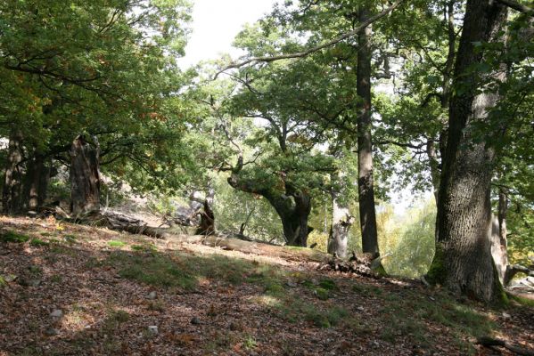 Veľký Klíž, 8.10.2016
Suťový les na vrchu Malá Suchá.
Klíčová slova: Veľký Klíž vrch Malá Suchá