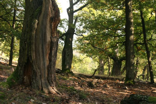 Veľký Klíž, 8.10.2016
Suťový les na vrchu Malá Suchá.
Klíčová slova: Veľký Klíž vrch Malá Suchá