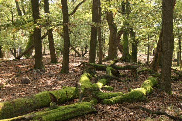 Veľký Klíž, 8.10.2016
Suťový les na vrchu Malá Suchá.
Klíčová slova: Veľký Klíž vrch Malá Suchá