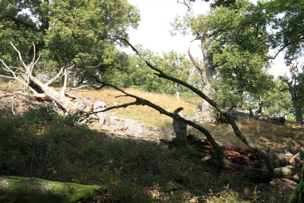 Veľký Klíž, 8.10.2016
Lesostepní formace v suťovém lese na vrchu Malá Suchá.
Klíčová slova: Veľký Klíž vrch Malá Suchá