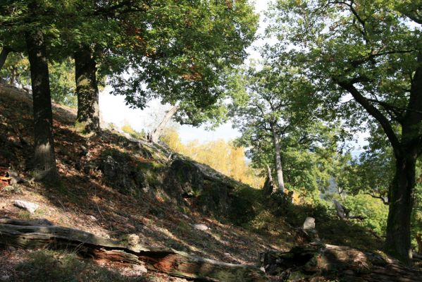 Veľký Klíž, 8.10.2016
Suťový les na vrchu Malá Suchá.
Klíčová slova: Veľký Klíž vrch Malá Suchá