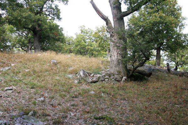 Veľký Klíž, 8.10.2016
Lesostepní formace v suťovém lese na vrchu Malá Suchá.
Klíčová slova: Veľký Klíž vrch Malá Suchá