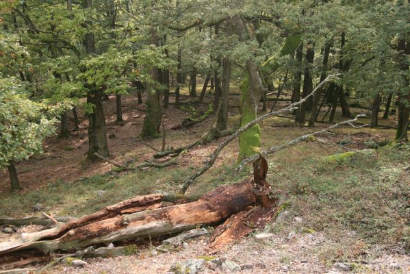 Veľký Klíž, 8.10.2016
Suťový les na vrchu Malá Suchá.
Klíčová slova: Veľký Klíž vrch Malá Suchá