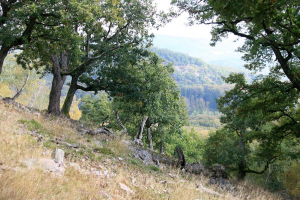 Veľký Klíž, 8.10.2016
Lesostepní formace v suťovém lese na vrchu Malá Suchá.
Schlüsselwörter: Veľký Klíž vrch Malá Suchá