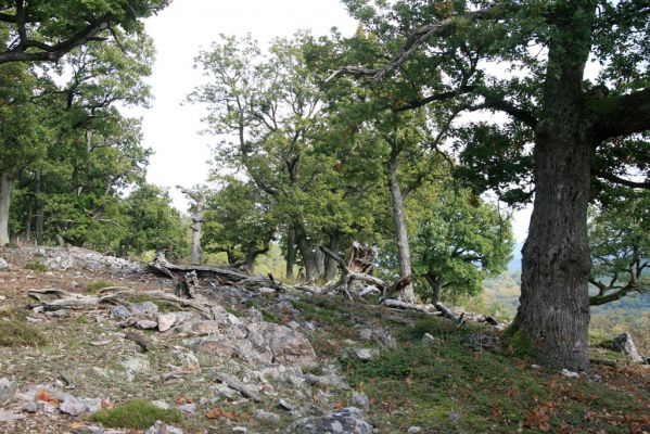 Veľký Klíž, 8.10.2016
Lesostepní formace v suťovém lese na vrchu Malá Suchá.
Klíčová slova: Veľký Klíž vrch Malá Suchá