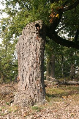 Veľký Klíž, 8.10.2016
Suťový les na vrchu Malá Suchá.
Klíčová slova: Veľký Klíž vrch Malá Suchá
