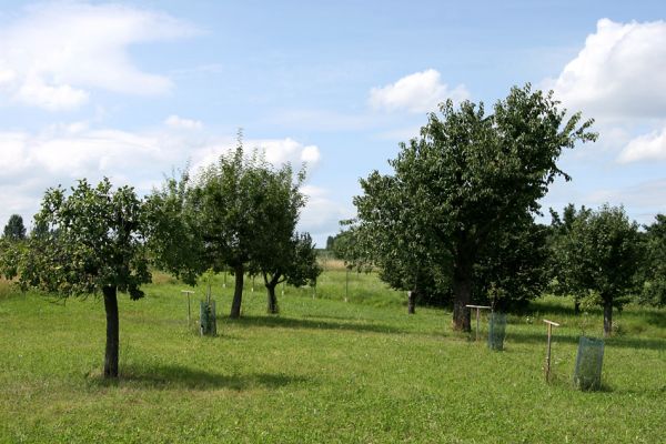 Velký Třebešov, 21.7.2009
Malý sad nad obcí.
Klíčová slova: Velký Třebešov Anthaxia candens