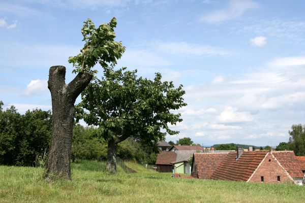 Velký Třebešov, 21.7.2009
Stará třešeň v sadu nad obcí.
Schlüsselwörter: Velký Třebešov Anthaxia candens