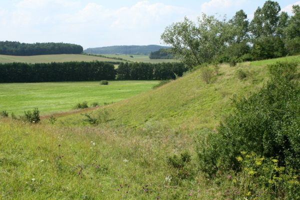 Velký Vřešťov, 27.7.2007
Step severovýchodně od obce. Biotop kovaříka Agriotes gallicus.
Schlüsselwörter: Velký Vřešťov step Agriotes gallicus Athous bicolor