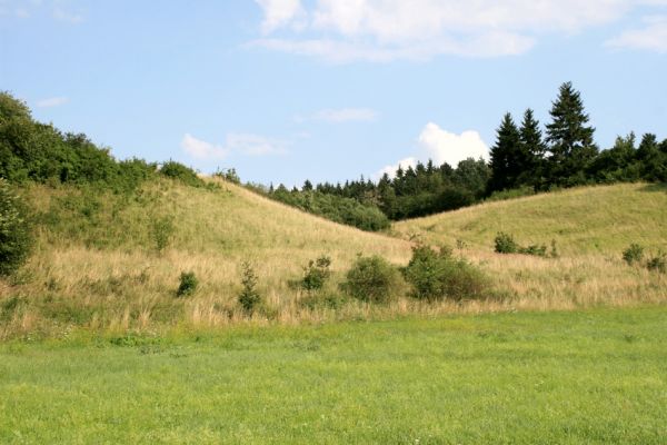 Velký Vřešťov, 27.7.2007
Step severovýchodně od obce. Biotop kovaříka Agriotes gallicus. Dříve byly takové obecní pastviny u každičké vsi.
Klíčová slova: Velký Vřešťov step Agriotes gallicus Athous bicolor