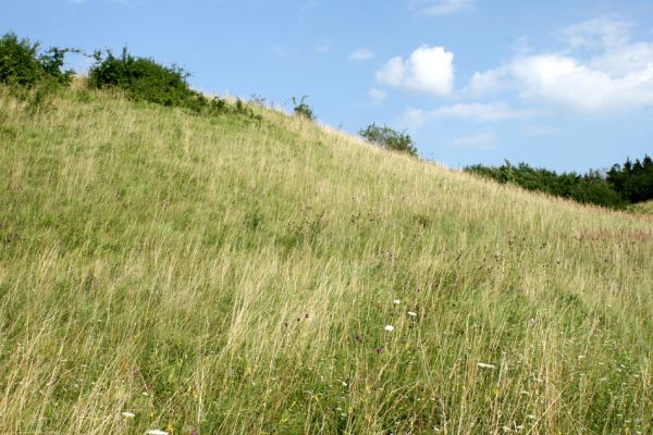 Velký Vřešťov, 27.7.2007
Step severovýchodně od obce. Biotop kovaříka Agriotes gallicus. Detailní pohled na traviny s porosty válečka prapořité (Brachypodium pinnatum).
Klíčová slova: Velký Vřešťov step Agriotes gallicus Athous bicolor