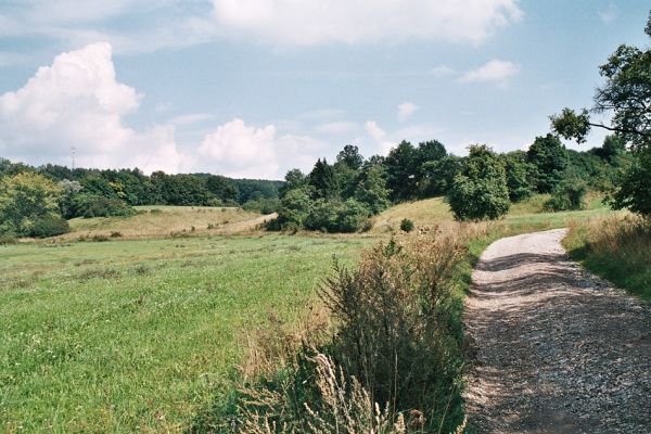 Velký Vřešťov, 27.8.2006
Rozsáhlé stepi na svazích severovýchodně od obce. Zachovalé formace suchých trávníků. Biotop kovaříka Agriotes gallicus. 
Keywords: Velký Vřešťov step Agriotes gallicus