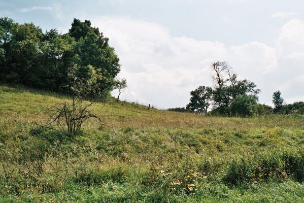 Velký Vřešťov, 27.8.2006
Rozsáhlé stepi na svazích severovýchodně od obce. Formace suchých trávníků jsou biotopem kovaříka Agriotes gallicus. Tato plocha je pravidelně kosena členy Českého svazu ochránců přírody JARO Jaroměř.
Keywords: Velký Vřešťov step Agriotes gallicus