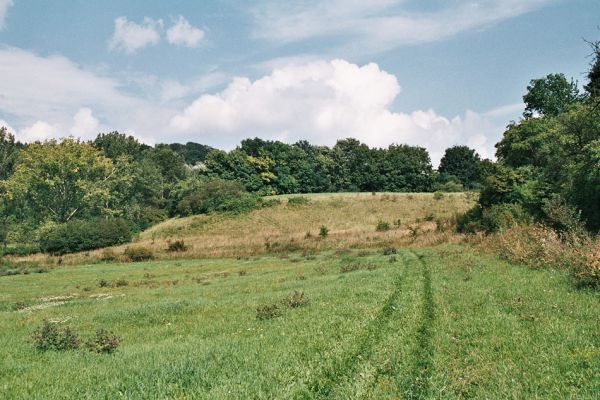 Velký Vřešťov, 27.8.2006
Rozsáhlé stepi na svazích severovýchodně od obce. Formace suchých trávníků jsou biotopem kovaříka Agriotes gallicus. 
Klíčová slova: Velký Vřešťov step Agriotes gallicus Athous bicolor